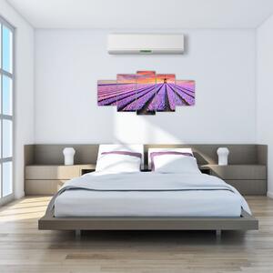 Obraz levanduľové polia (Obraz 150x70cm)