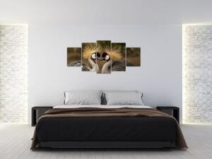 Obraz na stenu - zvieratá (Obraz 150x70cm)