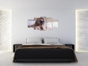Obraz - pes v deke (Obraz 150x70cm)