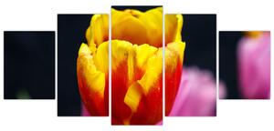 Obraz tulipánu (Obraz 150x70cm)