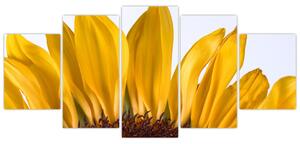 Obraz kvetu slnečnice (Obraz 150x70cm)