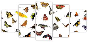 Obrazy motýľov (Obraz 150x70cm)