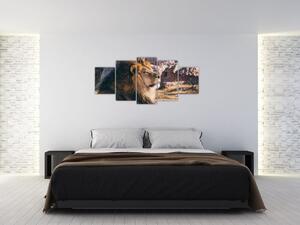 Obraz - ležiaci lev (Obraz 150x70cm)