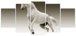 Obrazy bieleho koňa (Obraz 150x70cm)