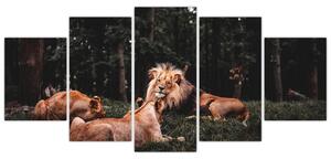 Obrazy - levy v lese (Obraz 150x70cm)