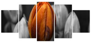Oranžový tulipán medzi čiernobielymi - obraz (Obraz 150x70cm)
