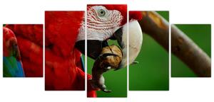 Obraz papagája (Obraz 150x70cm)