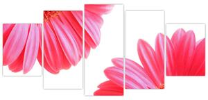 Obraz kvetín - astra (Obraz 150x70cm)