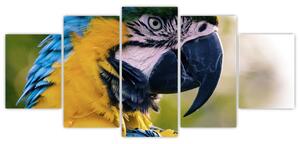 Obraz - papagáj (Obraz 150x70cm)