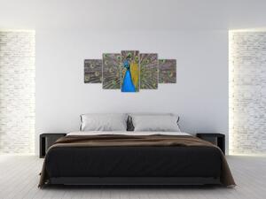 Obraz páva (Obraz 150x70cm)