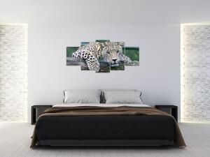 Obraz leopard (Obraz 150x70cm)