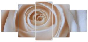 Obraz ruže (Obraz 150x70cm)