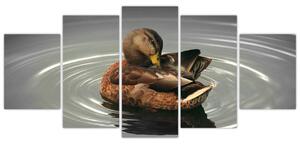 Obraz - kačice vo vode (Obraz 150x70cm)