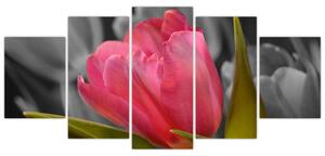 Obraz červeného tulipánu na čiernobielom pozadí (Obraz 150x70cm)