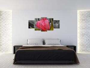 Obraz červeného tulipánu na čiernobielom pozadí (Obraz 150x70cm)