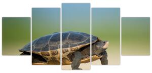 Obraz korytnačky - moderné obrazy (Obraz 150x70cm)