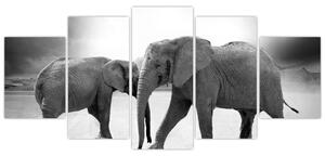 Obraz - slony (Obraz 150x70cm)