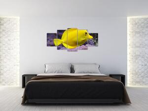 Obraz - žlté ryby (Obraz 150x70cm)