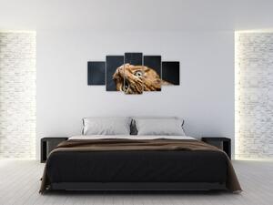 Moderný obraz - mačky (Obraz 150x70cm)