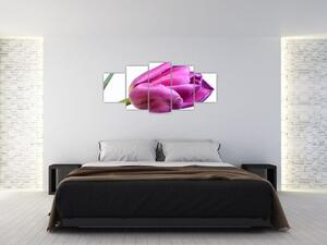 Obraz ružového tulipánu (Obraz 150x70cm)