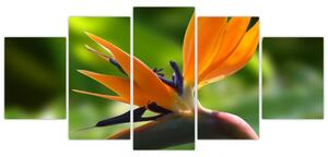 Detail kvetu - obraz (Obraz 150x70cm)