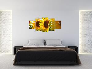 Obraz slnečníc na stenu (Obraz 150x70cm)