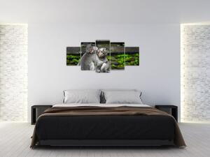 Obraz na stenu - opice (Obraz 150x70cm)