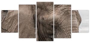 Obraz slona (Obraz 150x70cm)