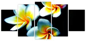 Obraz kvety (Obraz 150x70cm)