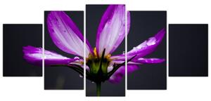 Obraz - kvety (Obraz 150x70cm)