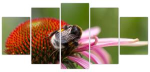 Obraz včely na kvete (Obraz 150x70cm)
