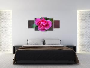 Obraz ruže na stenu (Obraz 150x70cm)