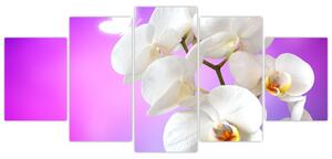 Obraz s orchideí (Obraz 150x70cm)