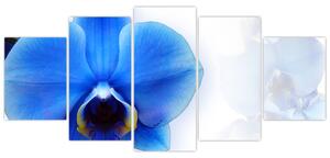 Obraz s orchideí (Obraz 150x70cm)