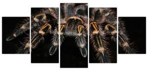 Obraz - Tarantula (Obraz 150x70cm)