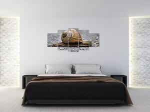 Ulita slimáka, obraz na stenu (Obraz 150x70cm)