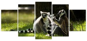 Obraz lemurov (Obraz 150x70cm)