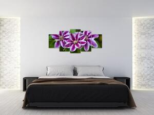 Súkvetia rastliny, obraz do bytu (Obraz 150x70cm)