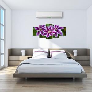 Súkvetia rastliny, obraz do bytu (Obraz 150x70cm)