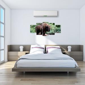 Obraz s americkým bizónom (Obraz 150x70cm)