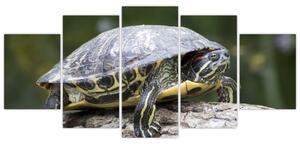 Obraz suchozemské korytnačky (Obraz 150x70cm)