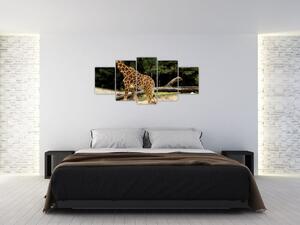 Obraz žirafy (Obraz 150x70cm)