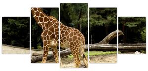 Obraz žirafy (Obraz 150x70cm)
