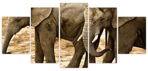 Slon, obraz (Obraz 150x70cm)