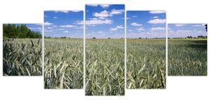 Pole pšenice - obraz (Obraz 150x70cm)
