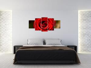 Detail ruže - obraz (Obraz 150x70cm)