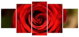 Detail ruže - obraz (Obraz 150x70cm)