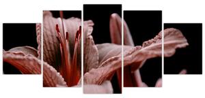 Detail kvety - obraz (Obraz 150x70cm)