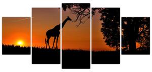 Obraz žirafy v prírode (Obraz 150x70cm)