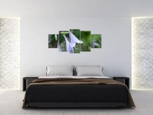 Obrazy kvetiny (Obraz 150x70cm)